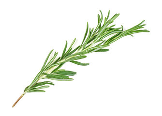 Twig of rosemary on a white background