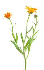 Calendula Officinalis. Marigold flower with buds on white background.