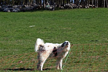 Fototapeta premium Herdenschutzhund bewacht seine Schafherde
