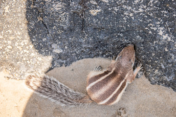 Barbary ground squirrel morrocan squirrel 