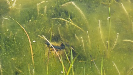 Bergmolche (Ichthyosaura alpestris) bei der Balz