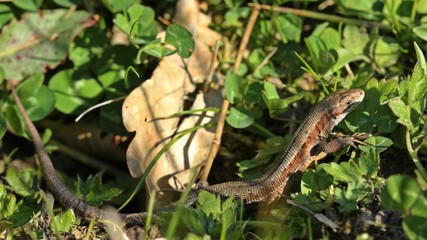 Waldeidechse (Zootoca vivipara)