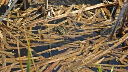 .    Schwimmender Teichfrosch (Pelophylax esculentus) im Teich