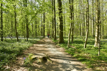 Souche au milieu d'un chemin à la forêt de hêtres au Hallerbos près de Halle