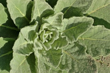 Blattrosette einer Königskerze (Verbascum)