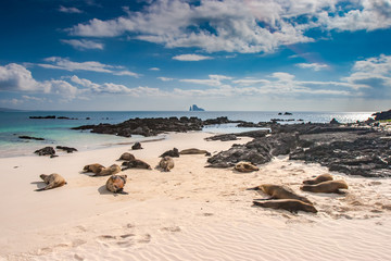 Fototapeta na wymiar Galapagos. Ecuador. Sea lion. Galapagos sea lions. Seals lie on the ocean, basking in the sun. Pacific ocean. Animals of the Galapagos Islands. Ecuadorian beaches.