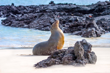 Galapagos Islands. Ecuador. Galapagos sea lion. Sea lion basking in the sun. The coast of the Pacific ocean. Animals of the Galapagos Islands. The  Galapagos fauna. Ecuadorian beaches.
