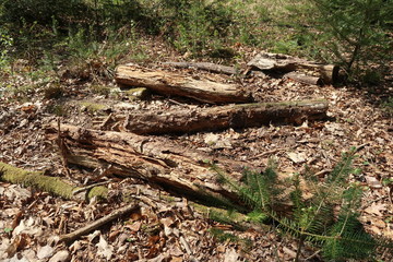 Logs in a forest