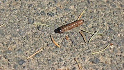 Raupe der Großen Grasbüscheleule (Apamea monoglypha)