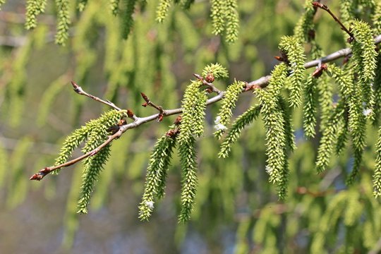 Samenst&auml;nde an einer weiblichen Zitterpappel (Populus tremula)