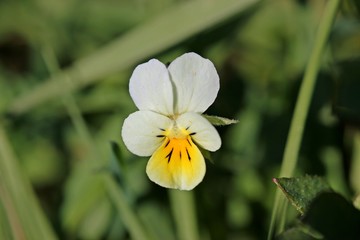 Acker-Stiefmütterchen (Viola arvensis)