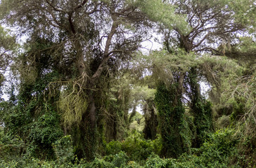 Albufera Natural Park forest