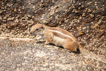 The Barbary ground squirrel morrocan squirrel  (Atlantoxerus getulus) is a species of rodent in the family Sciuridae.