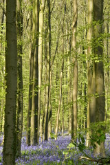 Naklejka premium Forêt de hêtres fins contrastant avec le tapis mauve par des millier de jacinthes sauvage au bois deHallerbos près de Halle