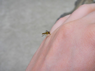 Mosquito sucking blood on a hand