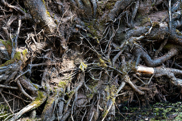 Trees in the forest or the nature as it is