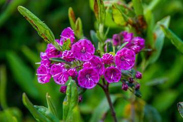 Fototapeta premium Wild flower growing along the shoreline of Nova Scotia.