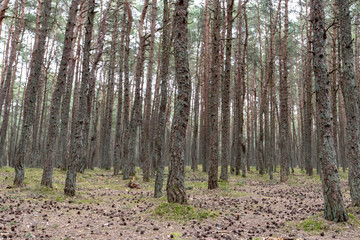 Fototapeta premium The Dancing Forest in Russia at Curonian spit in Kaliningrad region