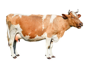 Сow full length isolated on white background.