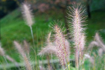 Obraz premium Flowering grass Pennisetum
