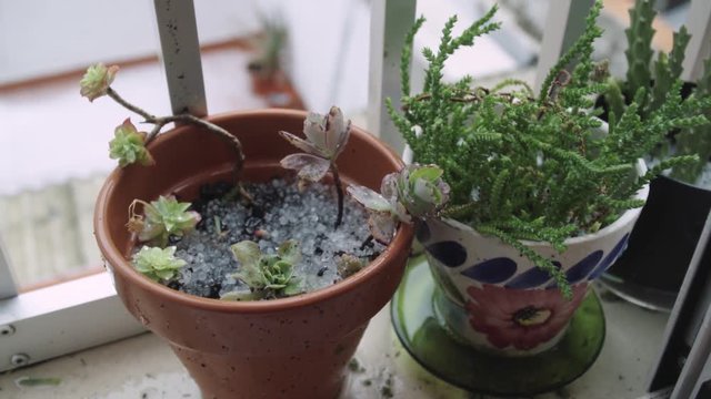 clay plant pots Terra Cotta Planter