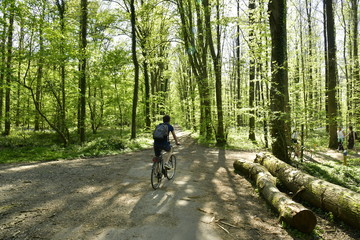 Obraz premium Cycliste sur un chemin ombragé le long des troncs de hêtres abattus à la forêt du Hallerbos près de Halle