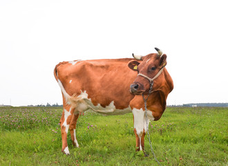 Cow on the background of bright green field.