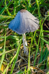 Wild flower growing along the shoreline of Nova Scotia.