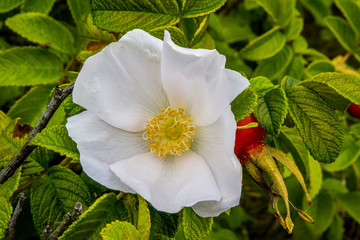 Obraz premium Wild flower growing along the shoreline of Nova Scotia.