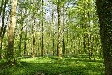 Fototapeta na wymiar Milliers d'orties et autres plantes tapissant le sol entre les hêtres à la forêt de Hallerbos près de Halles