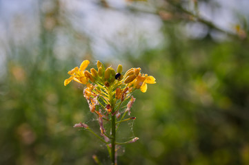 Yellow flowers in summer meadow background