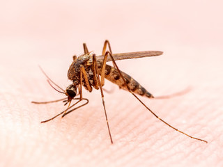 Encephalitis, Yellow Fever, Malaria Disease or Zika Virus Infected Culex Mosquito Parasite Insect on Skin Macro