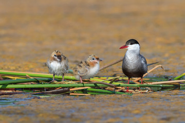 common tern (sterna hirundo)