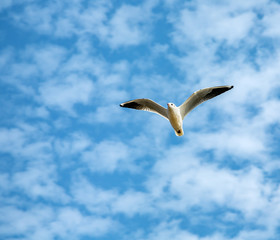 White gull in flight on background the blue sky and clouds