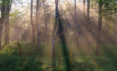 Fototapeta na wymiar Morning star in the forest