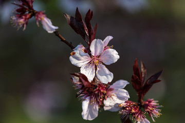 Spring pink flowers. Tree in bloom