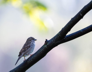 Little bird sitting on a branch