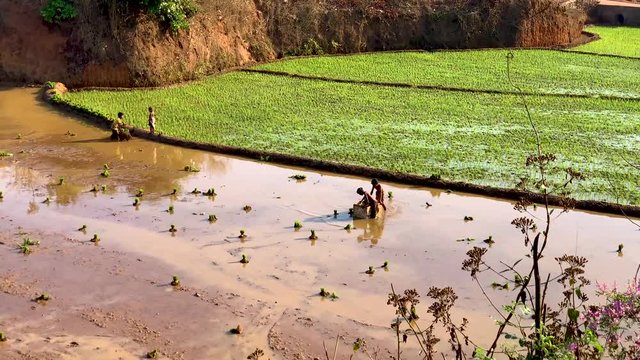 rice planting in India, kids throwing the sprouts, tc01