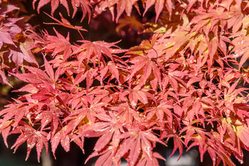 Naklejka na ściany i meble Autumn red maple leaves