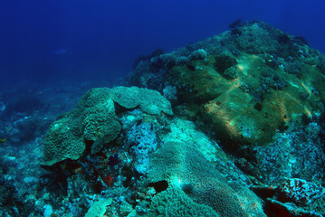 Corals and fish. Komodo island, Indonesia.