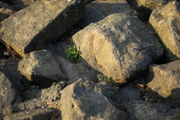 Rocks
