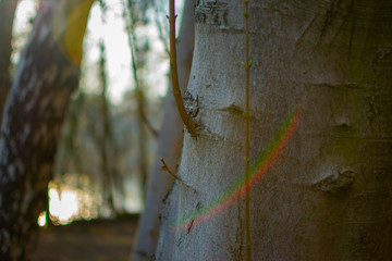 Tree Trunk with Lens Flare