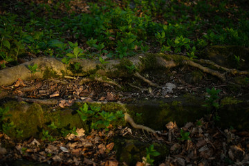 Forest Floor