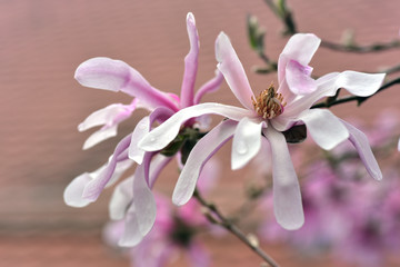 rosa sternanemone vor rotem hintergrund im frühling