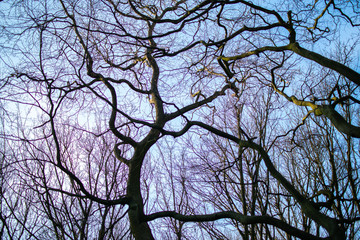 Trees in the Sky