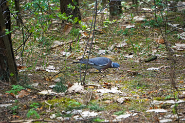 Wood Pigeon (Columba palumbus) is looking for food among the pines in the forest