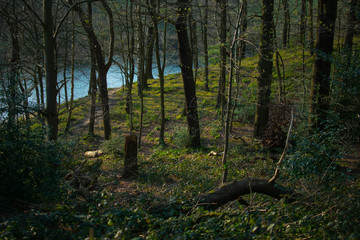 Forest by Lake