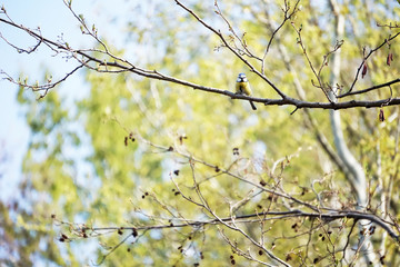 Blue tit (Cyanistes caeruleus) sits on a tree branch and sings songs in the spring forest