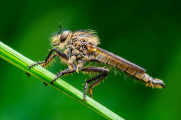 Exotic Assassin or Robber Fly Asilidae Diptera Insect Macro Photo