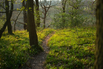 Fototapeta premium Forest